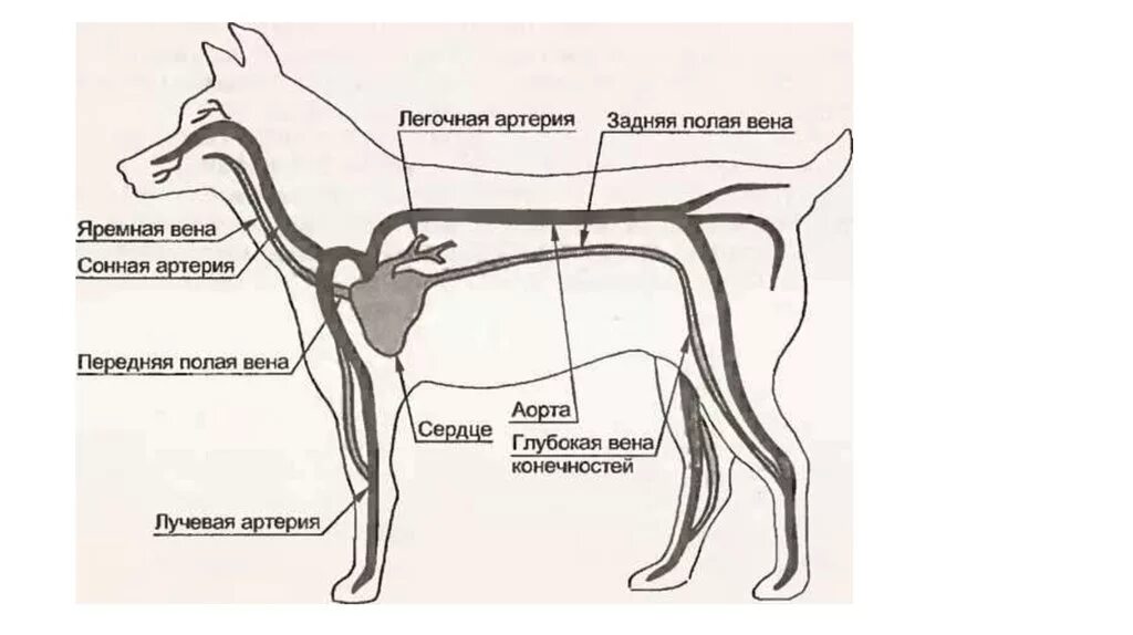 Яремная Вена у собак анатомия. Кровеносная система собаки схема. Кровеносная система млекопитающих собаки. Сердце собаки расположено