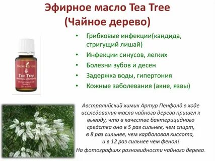 Чайное дерево свойства