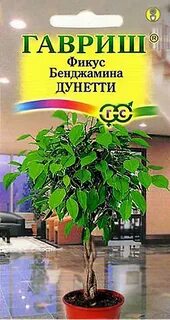 Семена фикуса