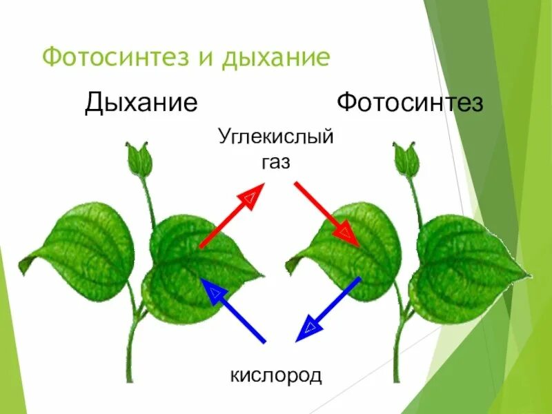 Что происходит в листьях при дыхании