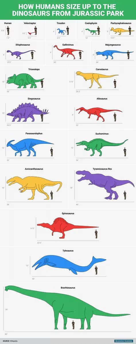 Сравнение динозавров. Размеры динозавров в сравнении с человеком. Брахиозавр и Тиранозавр сравнение размеров. Рост динозавров по сравнению с человеком. Диплодок Брахиозавр Спинозавр.