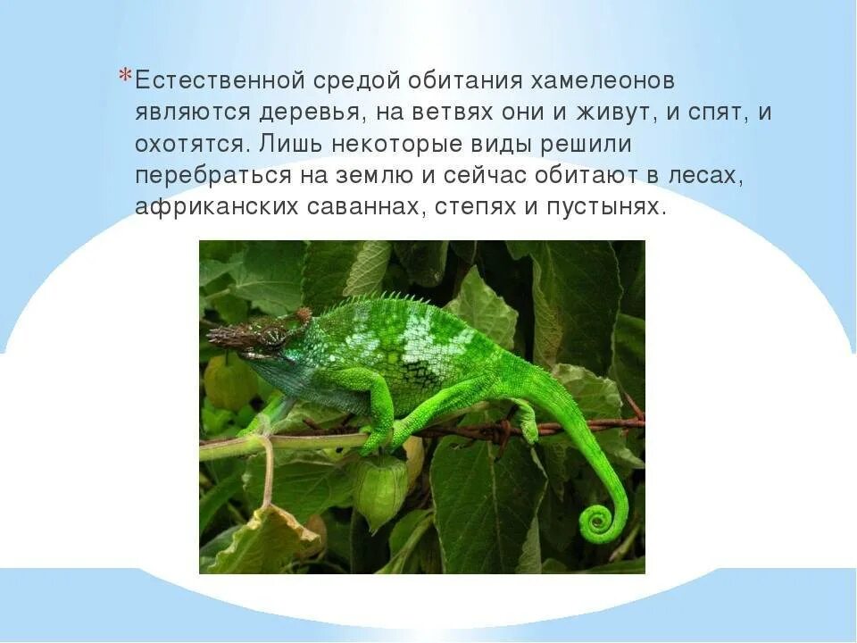 Хамелеон кратчайшее содержание. Среда обитания хамелеонов. хамелеон место обитания. хамелеон тип приспособления. хамелеон условия обитания.