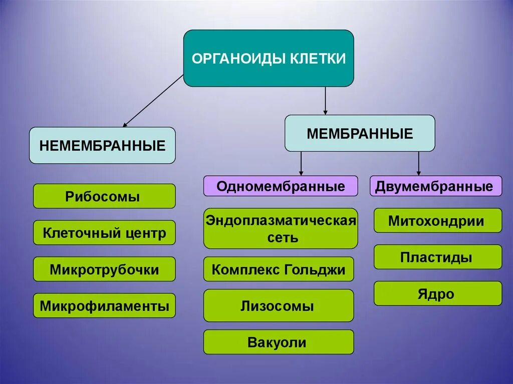 Лизосомы двумембранные. Одно месебранные опганоиды. Одномесрвные оргоноидя. Одномембраннве оргоноцдв. Одномембранные и немембранные органоиды клетки.