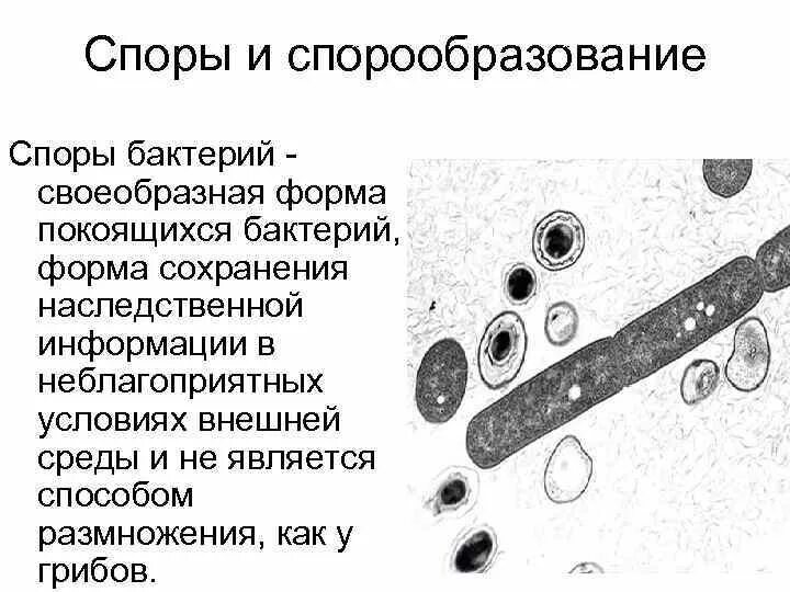 Оболочка споры бактерии