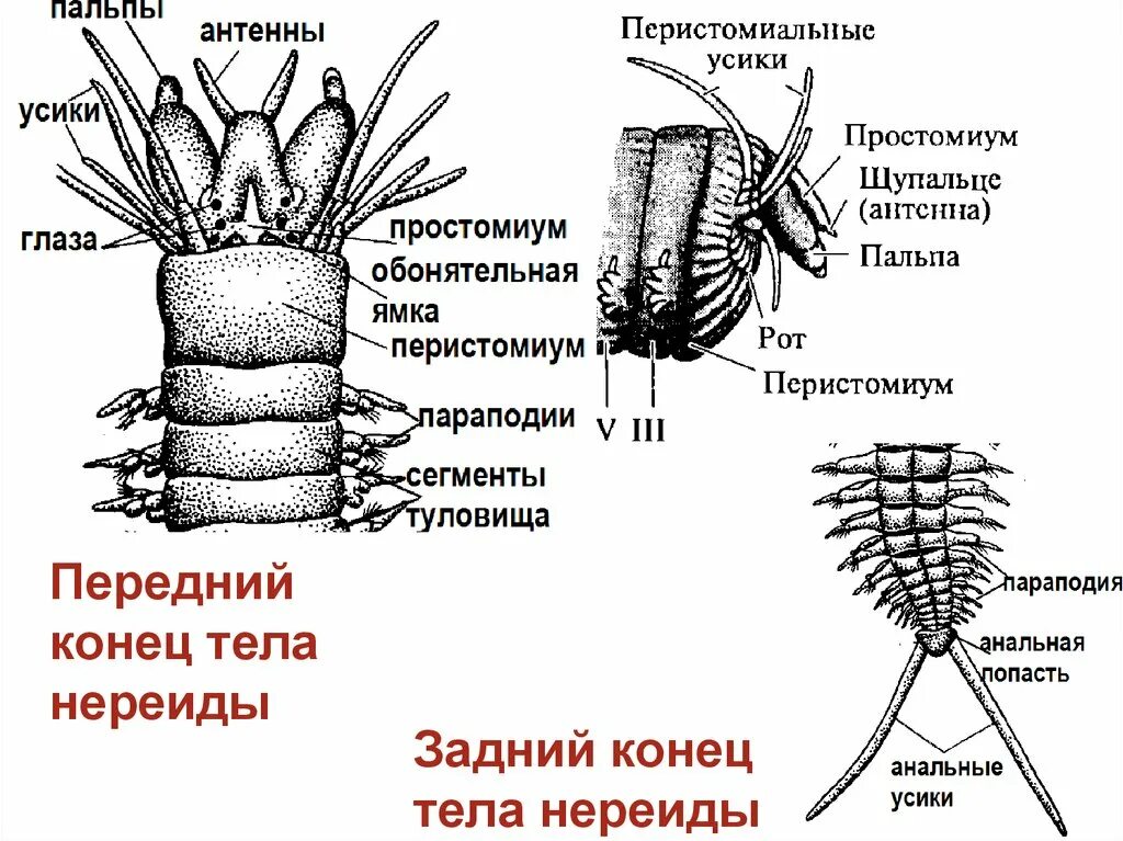 Передний и задний конец червя. Параподии Нереиды. Параподии полихет. Строение параподии Нереиды. Внешнее строение Нереиды.