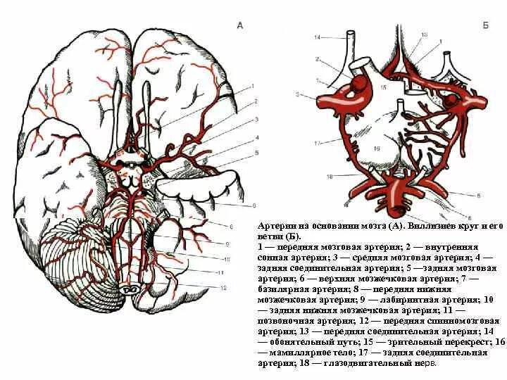 Задняя соединительная артерия мозга. Анатомия сосуды Виллизиев круг. Внутренняя Сонная артерия Виллизиев круг. Глазная артерия Виллизиев круг. Сосуды головы Виллизиев круг.