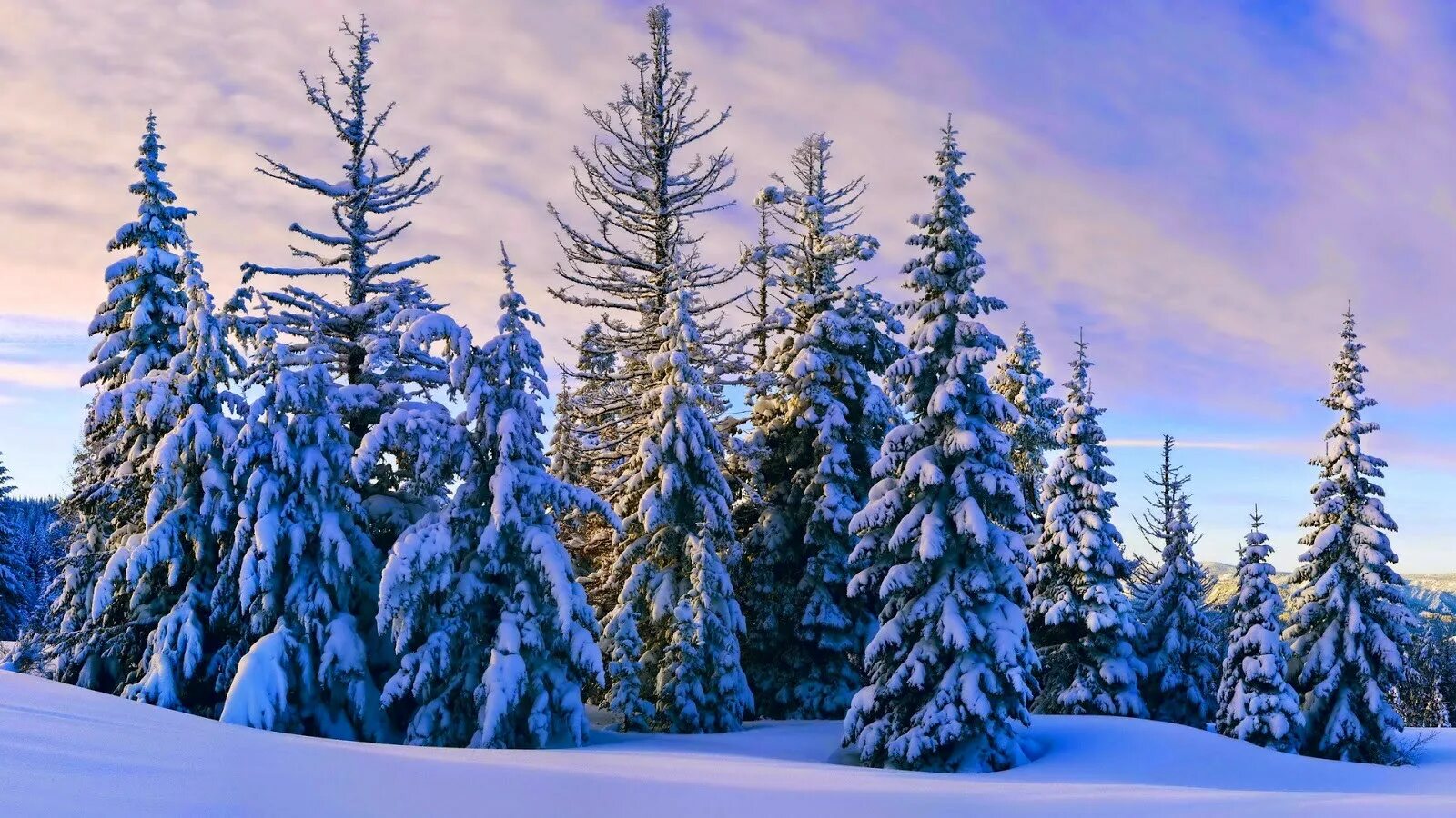 Где морозы и ели. Елка зимой. Зимняя ель. Елка в снегу. Елка в зимнем лесу.