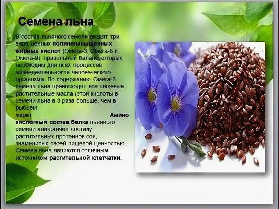 Польза льняных семечек. Семена льна полезные. семена льна польза. лечебные свойства семян льна. чем полезен лен.