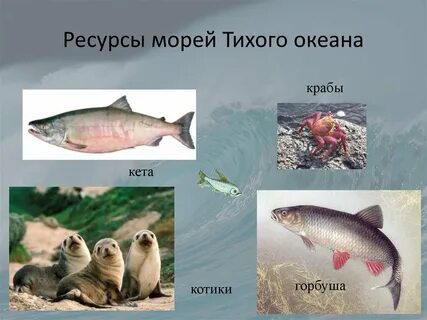 Какие моря богаты рыбой