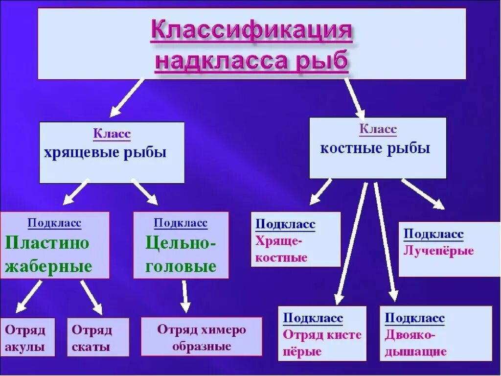 Чем отличаются классы рыб. Современная систематика костных рыб. Классификация костных рыб таблица. Систематика костных рыб схема. Классификация хрящевых рыб.