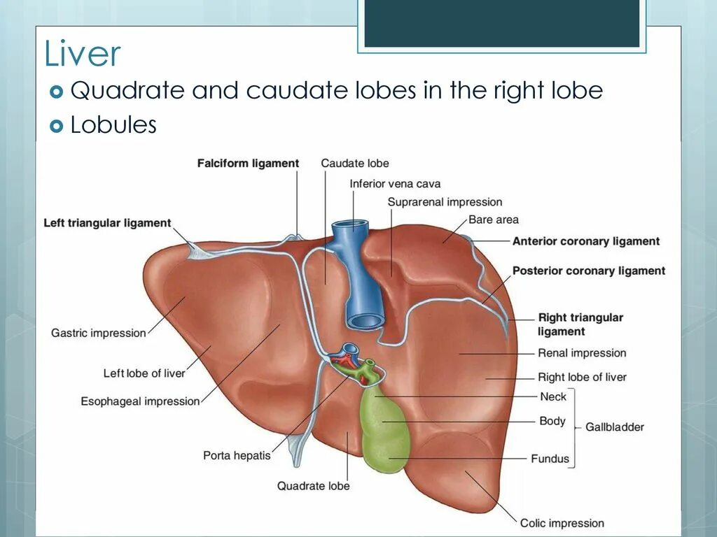 В ворота печени входят. Ворота печени анатомия. Visceral surface of Liver.