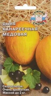 Дыня медовая отзывы описание сорта
