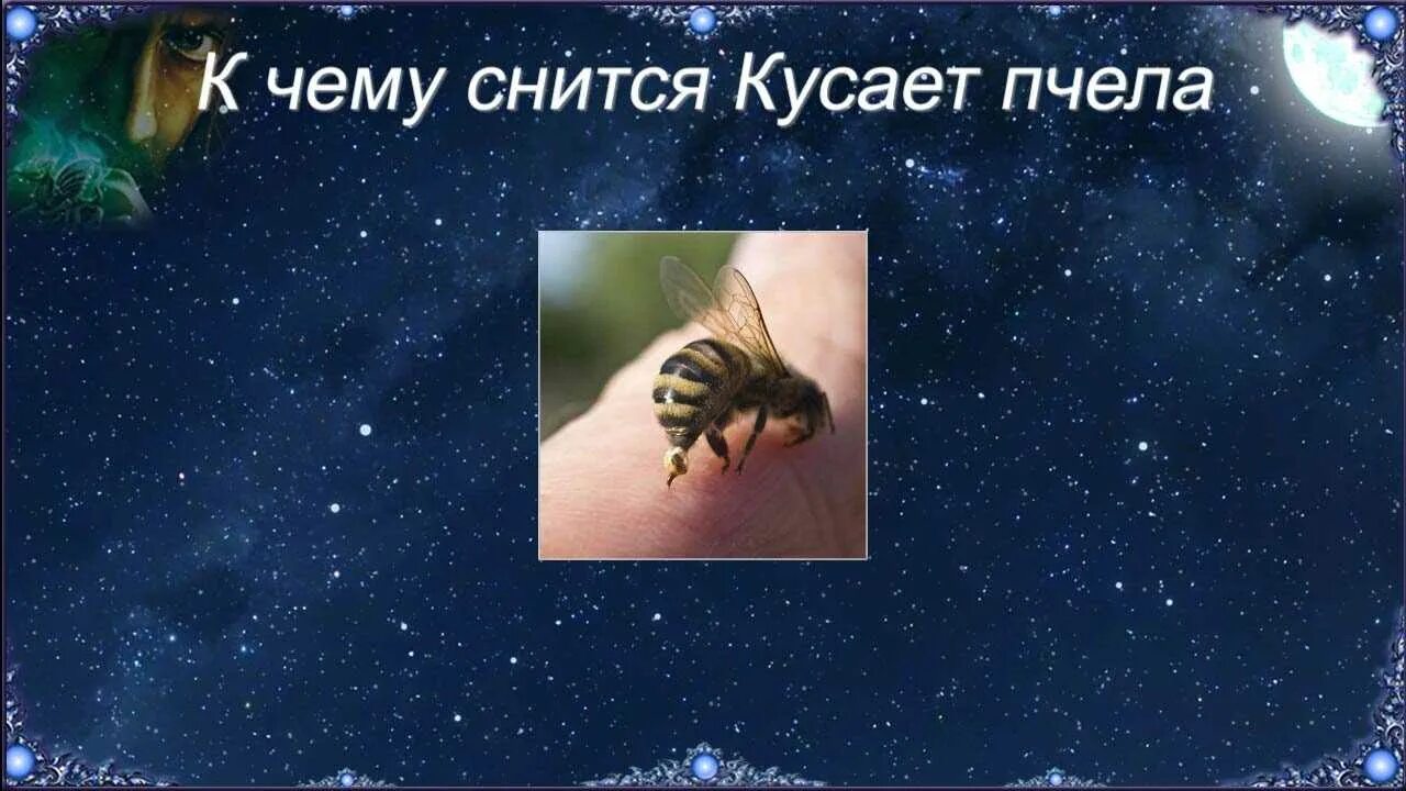 Сонник толкование осы. Сонник пчела. приснился сон с пчелами. приснились пчёлы к чему. к чему снится укус пчелы.
