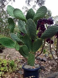 Opuntia ficus indica