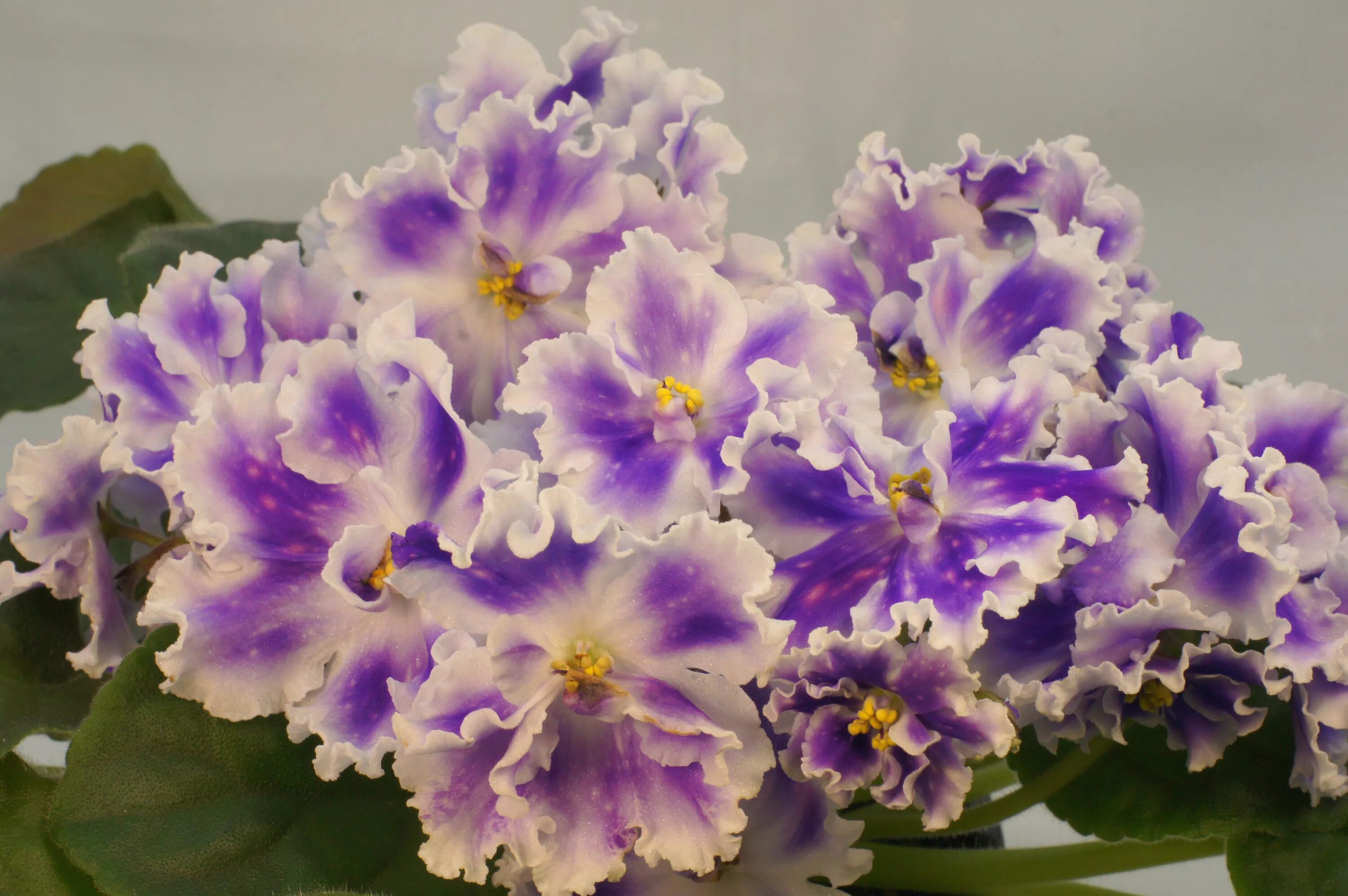 Пт-сумеречная звезда фиалка. Фиалка богиня солнца. Фиалка ек богиня красоты. Фиалка сорта ек. Сорт фиалки голубоглазая россия.