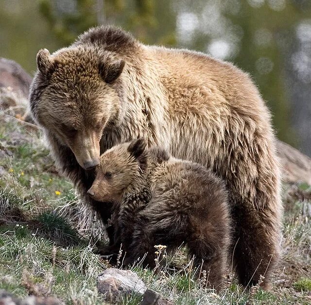 Bear bred