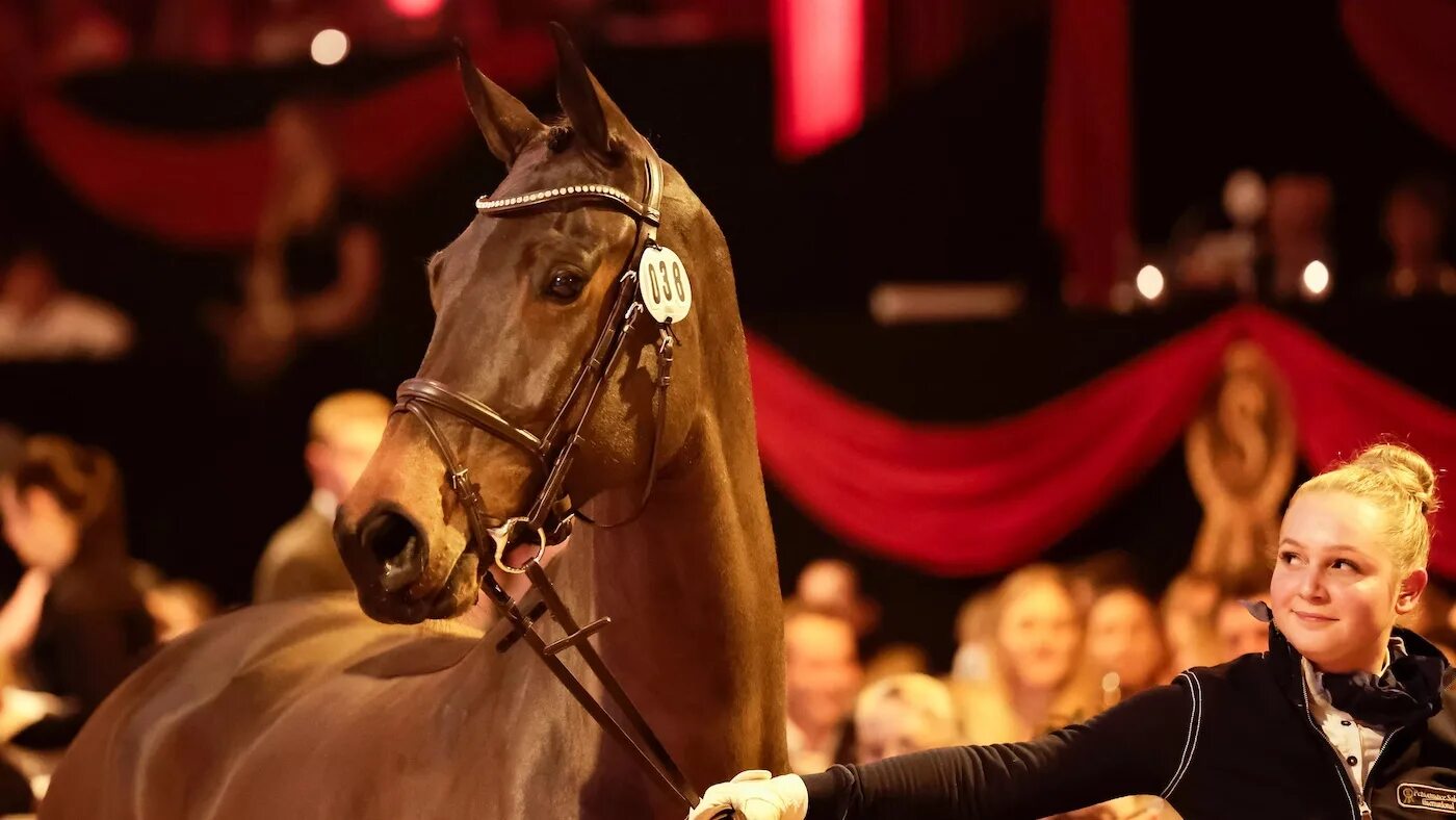 4 horse. Horse auction. живая лошадь за 1000000. езда для 4 летних лошадей.