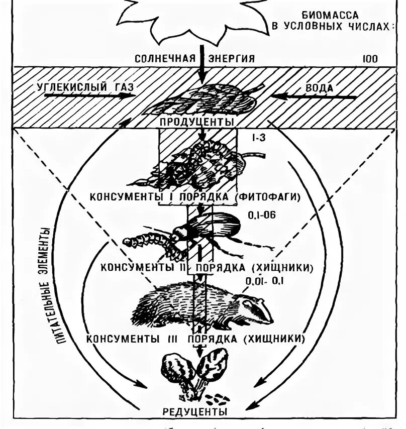Первый трофический уровень в экосистеме занимают. Трофические уровни примеры. Трофические уровни экосистемы. Трофический уровень паразитов. Трофические уровни схема.
