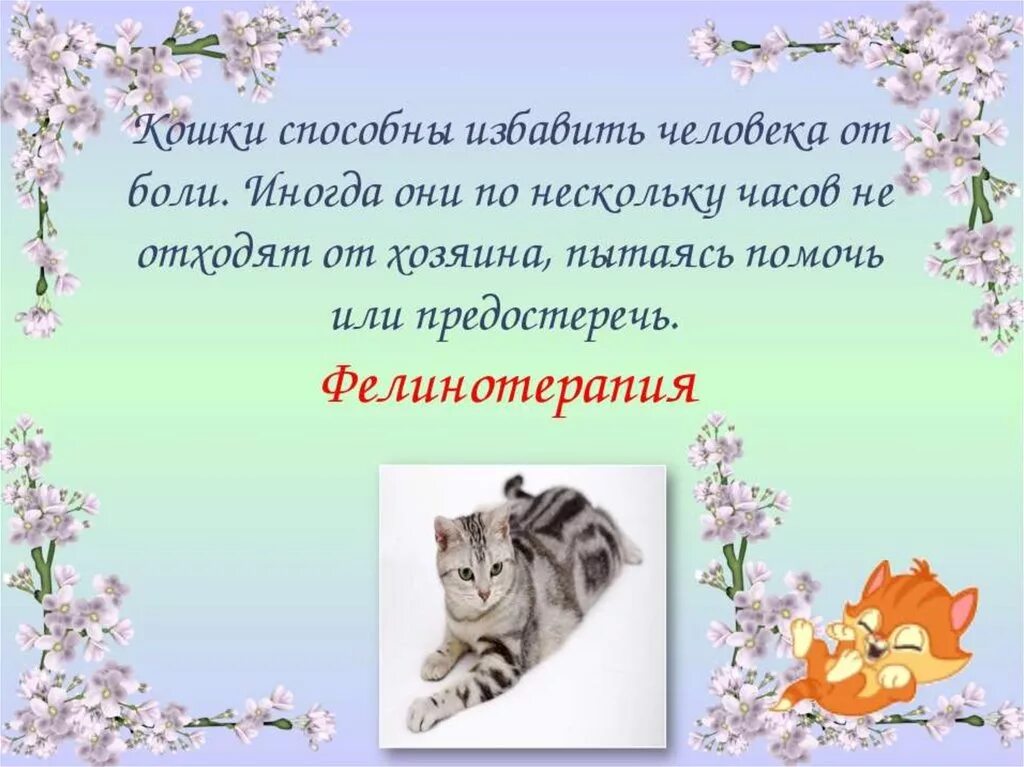 Мое домашнее животное кошка проект