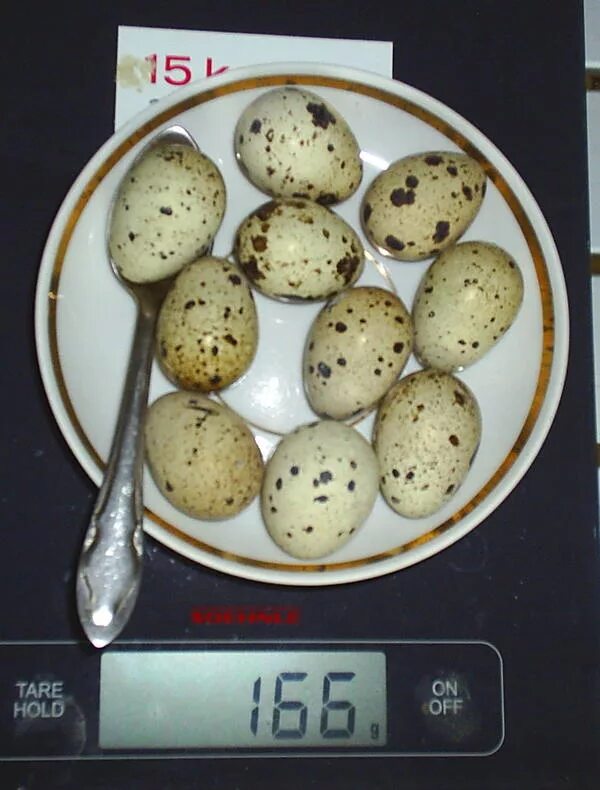 Перепелки гигант. Перепела техасской породы. Перепелки гигант. Техасский белый бройлер перепёлка. Перепелки гигант.