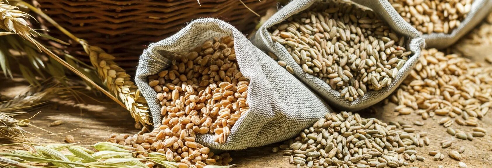 Гречиха ядрица. Зерна 3 часа. Арпа зерно. Зерна 3 часа. Сорт гранни яровая пшеница.