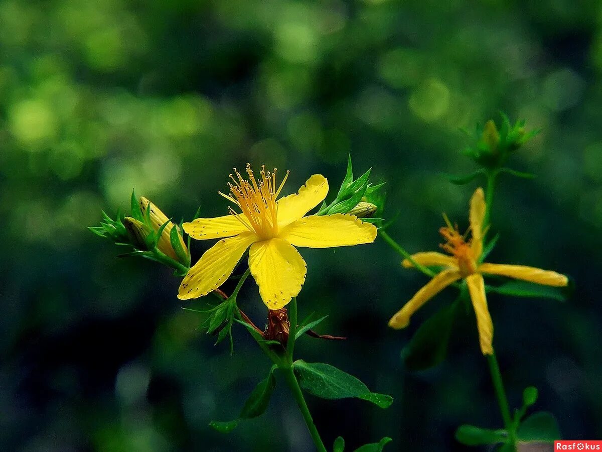 Зверобой продырявленный (обыкновенный). Зверобой продырявленный (Hypericum perforatum). Зверобой обыкновенный Hypericum perforatum. Зверобой соцветие. Зверобой ютуб