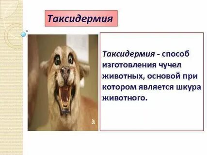 В основе животного лежит