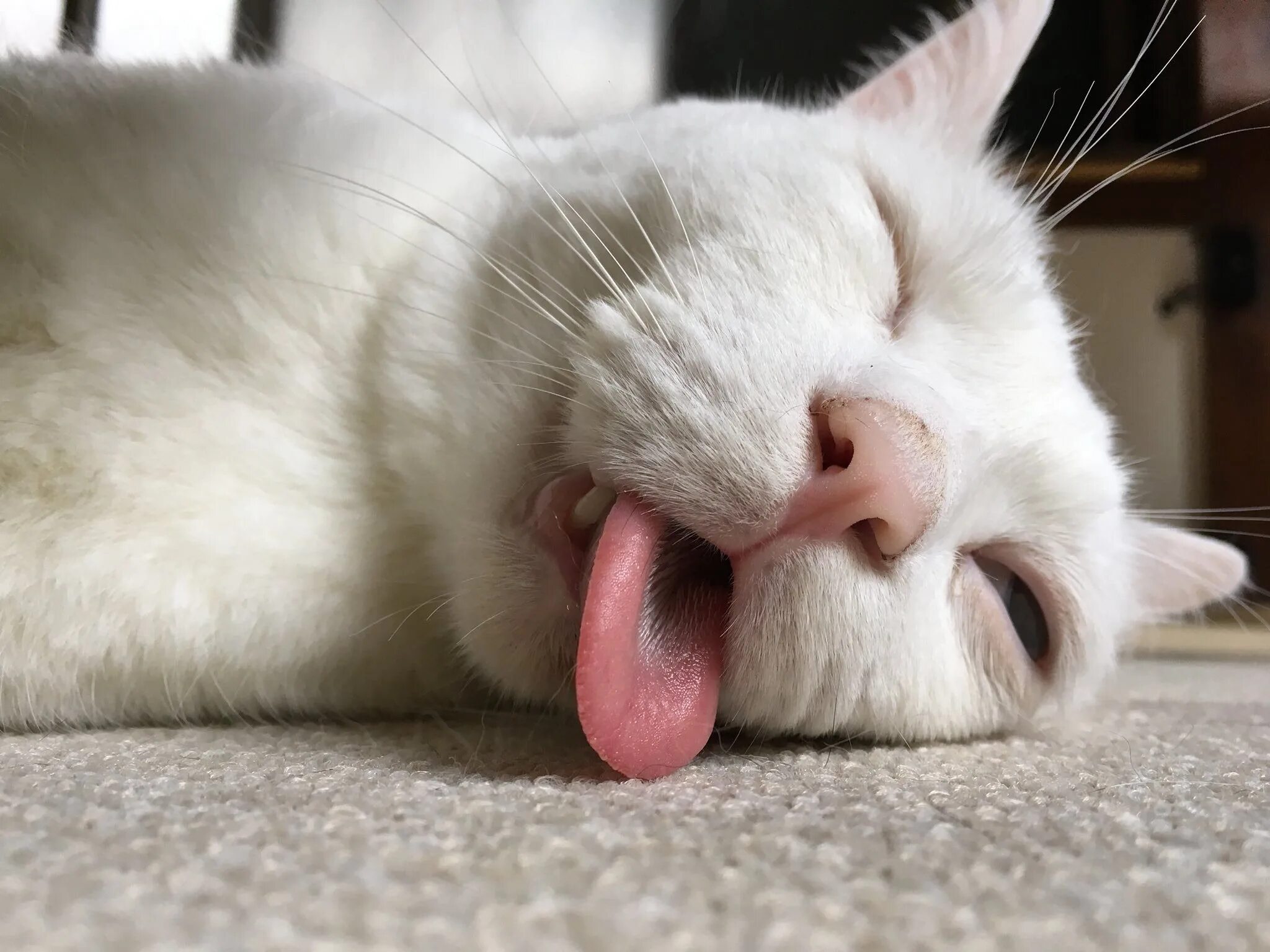 Кошка с высунутым языком. Спящий кот. Белая кошка с высунутым языком. Спящий кот с высунутым языком.