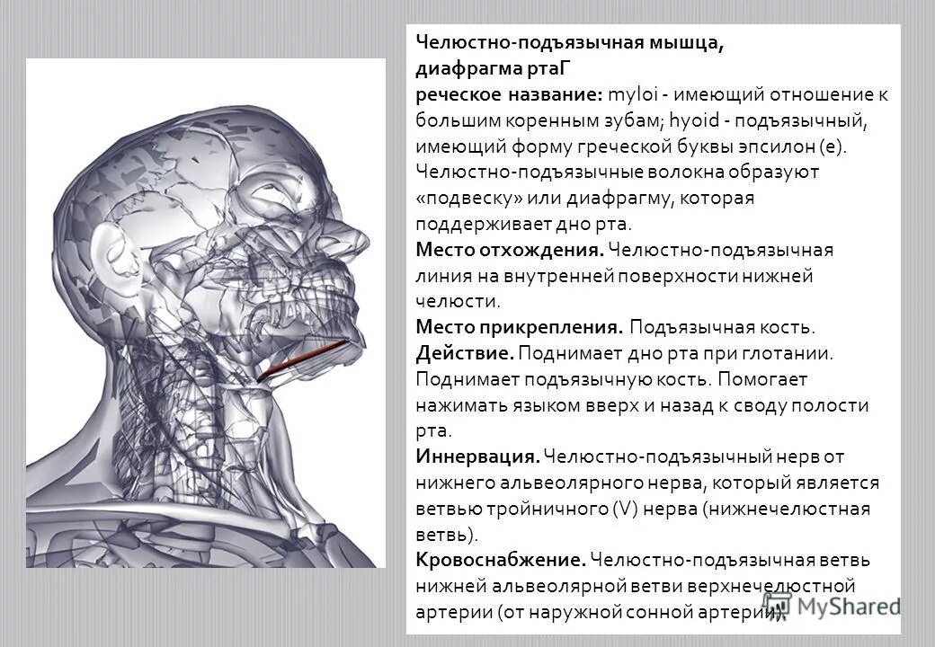 Челюстно подъязычная мышца расположена. Подбородочно подъязычная мышца шеи. Подъязычные мышцы шеи анатомия. Mylohyoideus). Мышцы диафрагмы полости рта.