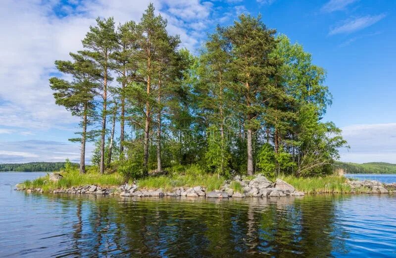 Остров хвойный. Сосны на острове. Небольшой островок с сосной. Сосновый остров на озере НИС. Сосны Балтика.