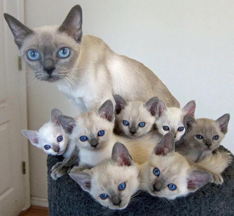 Какой кот похож. Тонкинез кошка. тонкинская кошка котята. тонкинская кошка и сиамская. тонкинский котенок.
