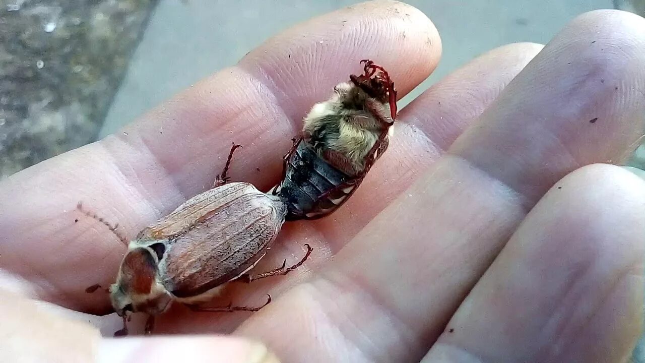 Set of Chafer, May Bug, Melolontha Melolontha. Imago Insects with Other Life Sta
