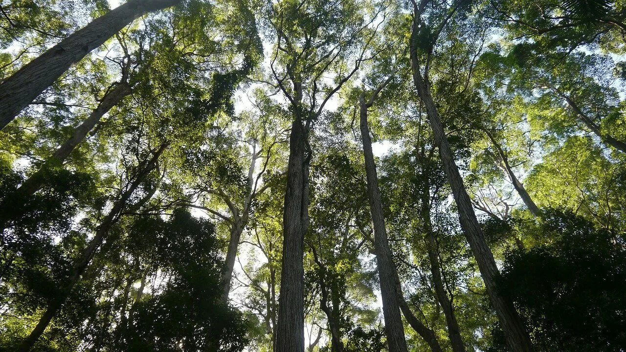 Жестколиственные вечнозеленые леса. Жестколиственные леса Австралии. Субтропический лес Австралии. Жестколистные леса Южной Америки.