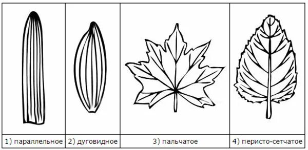 Жилкование листа впр 6 класс по биологии