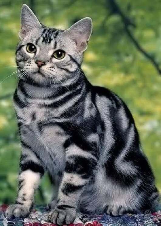 Cat most. Cat most