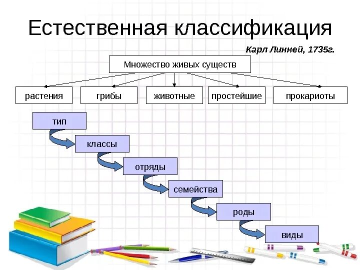 К какому классу живых. Карл линней классификация живых организмов. классификация растений карла линнея схема. классификация животных и растений по линнею. карл линней систематика.