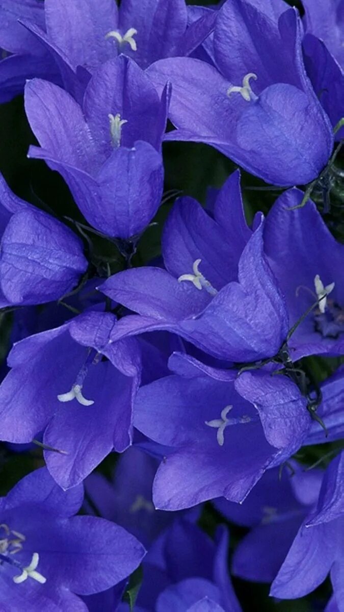 Колокольчик длинностолбиковый. Бубенчик узкоцветковый. Колокольчик голубой. Колокольчик узколистный. Колокольчик кампанула голубой.