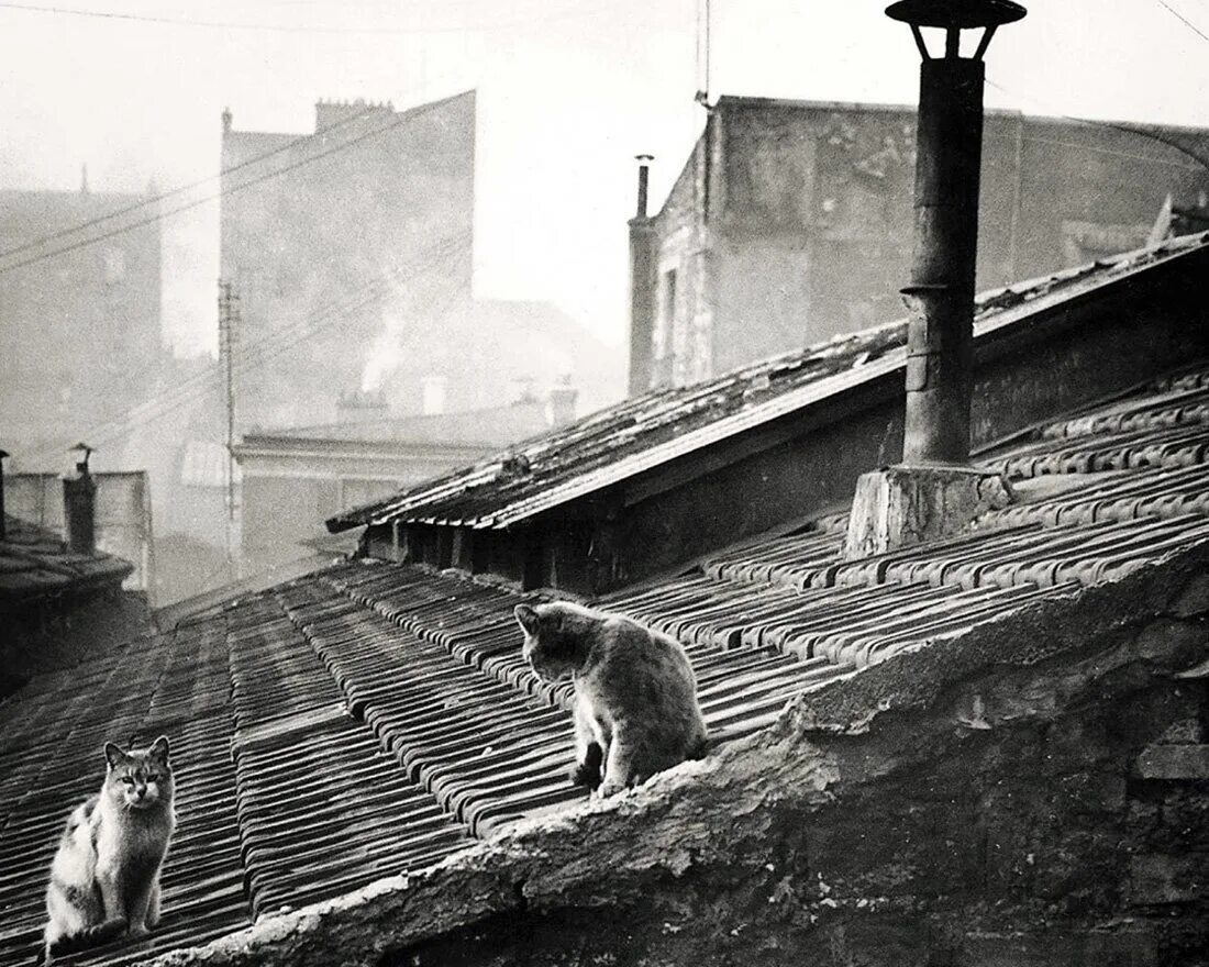 Кот париж. Коты робера дуано. коты блокадного ленинграда. edouard boubat фотограф.