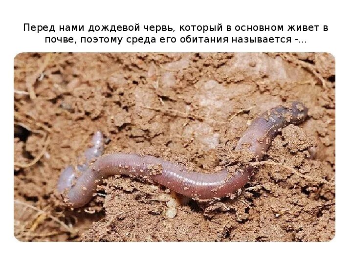 Среда обитания дождевых червей кротов медведок. Дождевой червь ареал обитания. дождевые черви среда обитания. дождевой червяк интересные факты. интересные факты о дождевом черве.