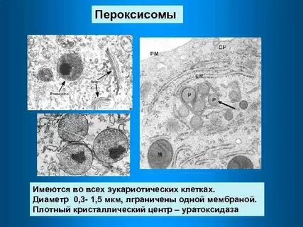 Образование лизосом и пероксисом