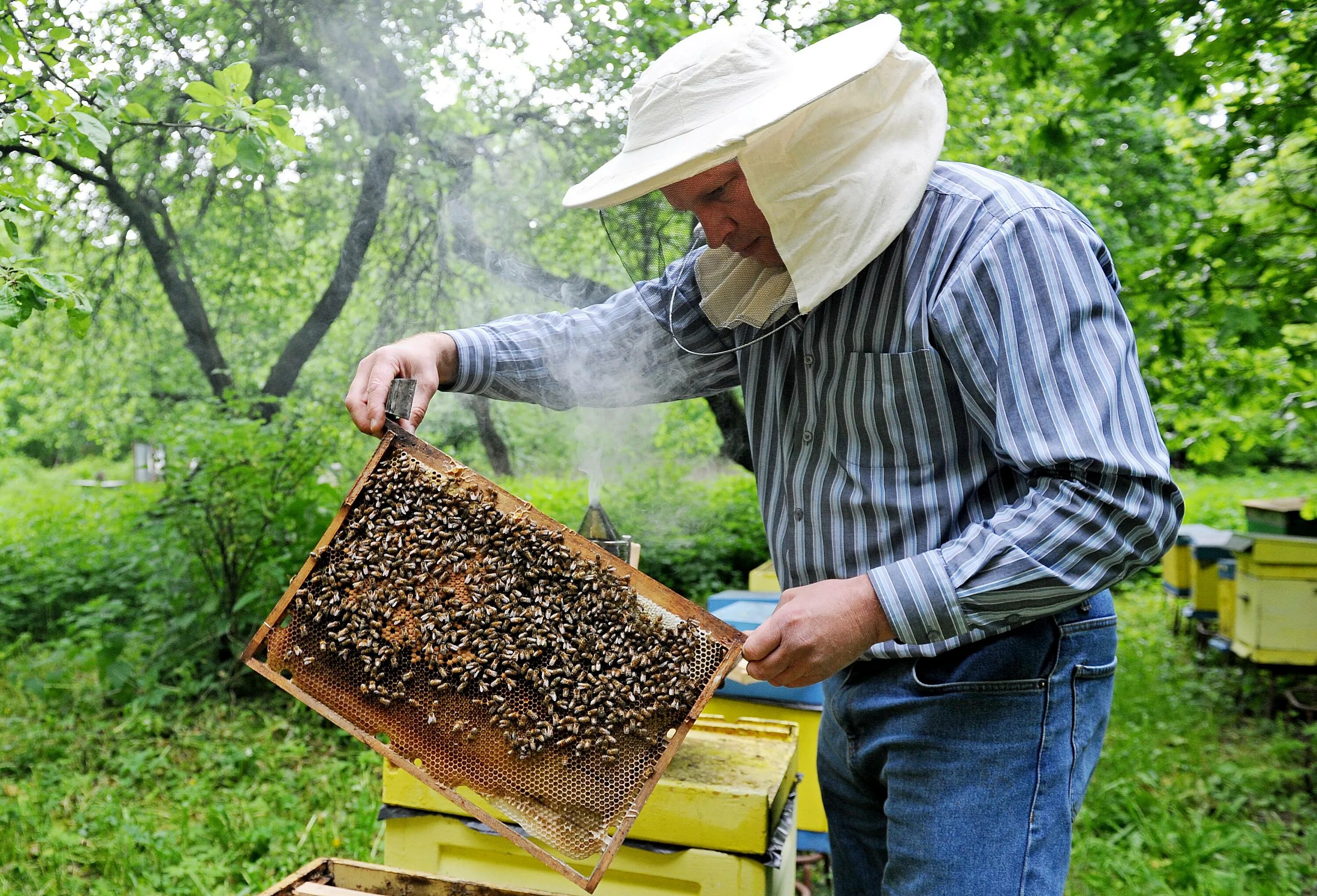 Пчеловодство. Пасечное Пчеловодство. Пчелы пасека. Пчеловод на пасеке.
