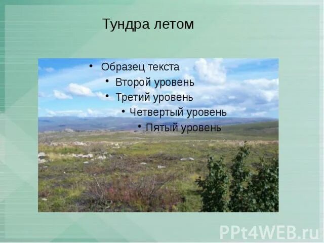 Средняя температура в тундре летом. Климат тундры летом. Тундра летом рассказ. Лето в тундре длится. Температура в тундре летом.