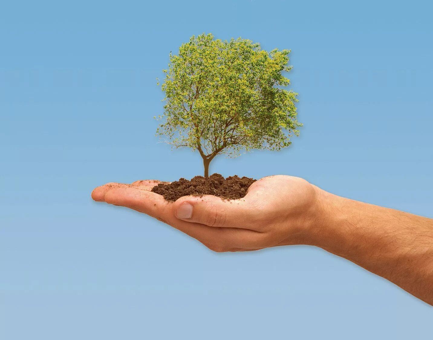 Tree fix