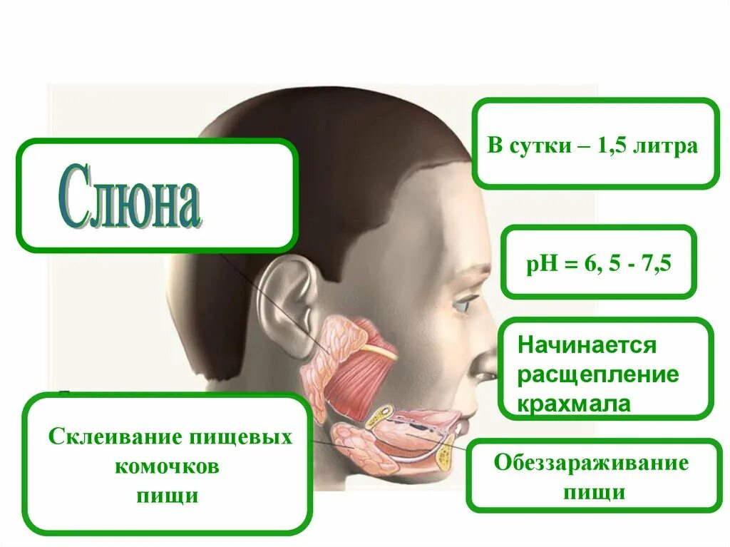 Счет слюна