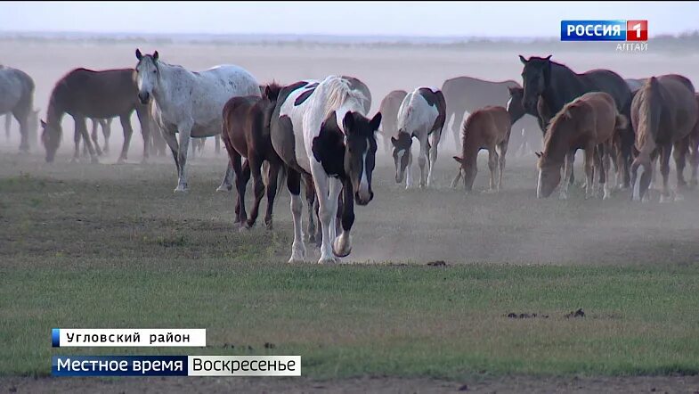 Коневодство в Алтайском крае. Табун лошадей на Алтае. Кустанайская лошадь. Бурятия лошади табун. Погода табуны алтайский край на 10