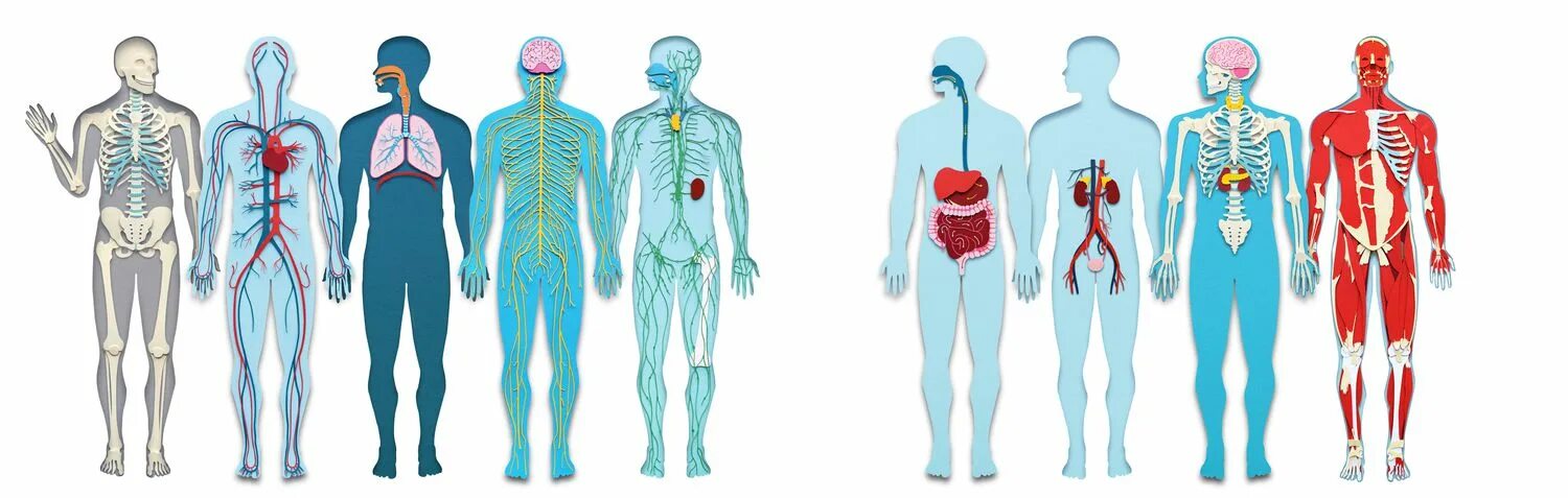 Body system diagrams. Systems of the body текст. Системы тела человека. Системы в теле человека. Система body.
