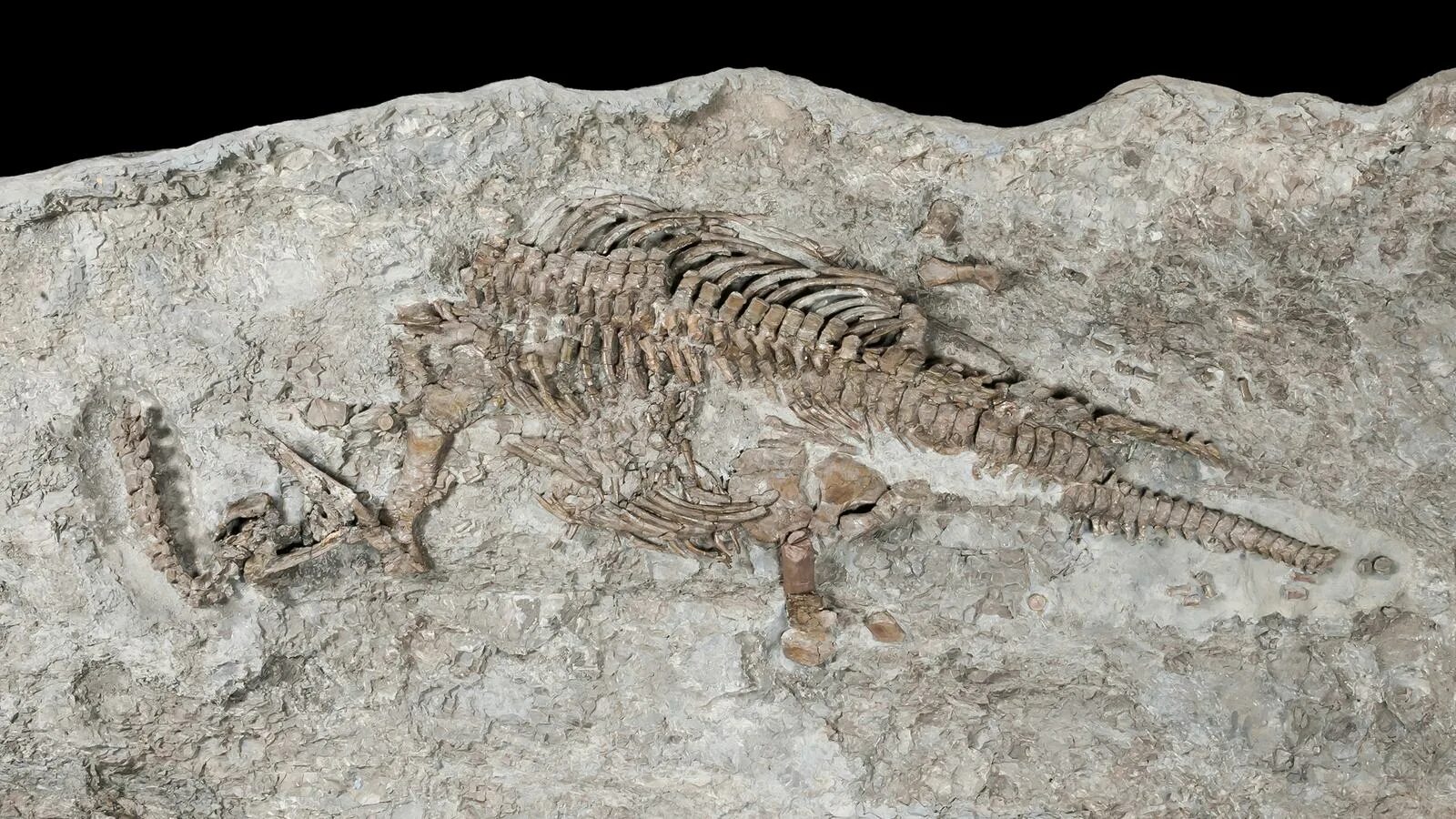 Fossil окаменелости. Кости плезиозавра. Окаменелости Триасового периода. Плезиозавр окаменелость. Окаменелости это