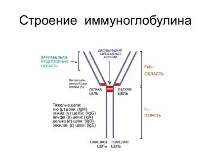 Каппа и лямбда цепи иммуноглобулинов
