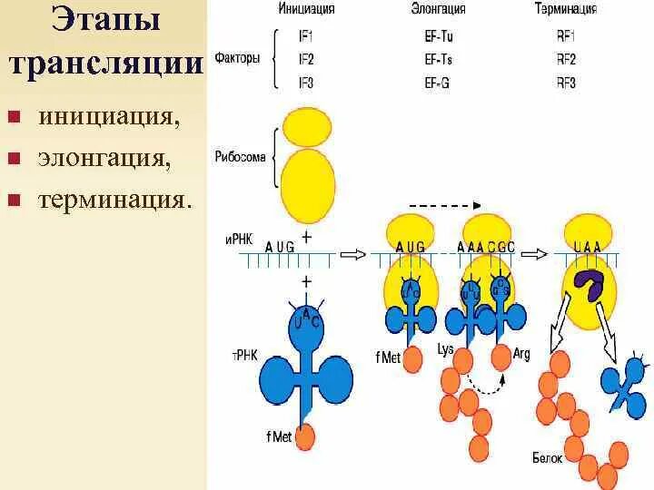 Процесс инициации трансляции. Этапы биосинтеза белка инициация элонгация терминация биохимия. биосинтез белка трансляция элонгация. этапы трансляции инициация элонгация терминация. инициация пролонгация терлинация.