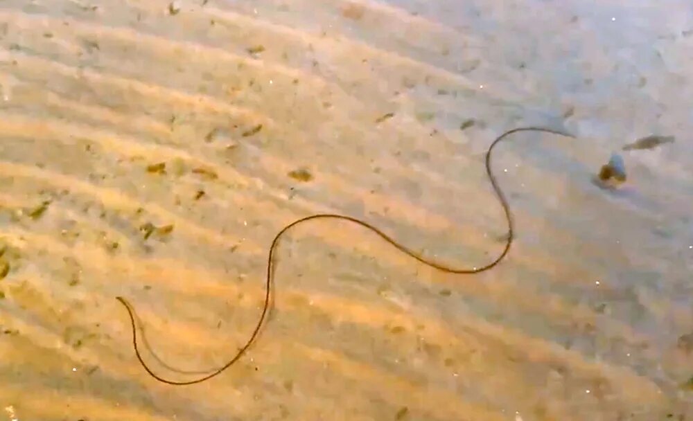 Черви водоема. Червь паразит волосатик. Волосатики круглые черви. Волосатики черви паразиты.
